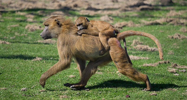 Zoo de Fréjus