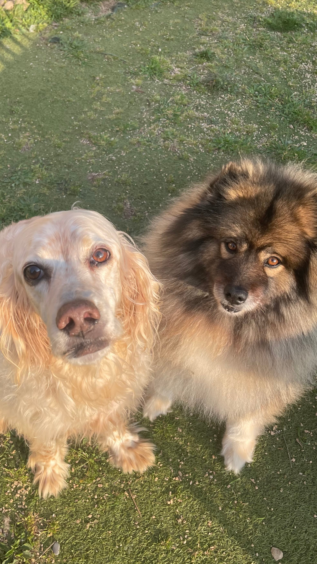 Dogs on the Riviera